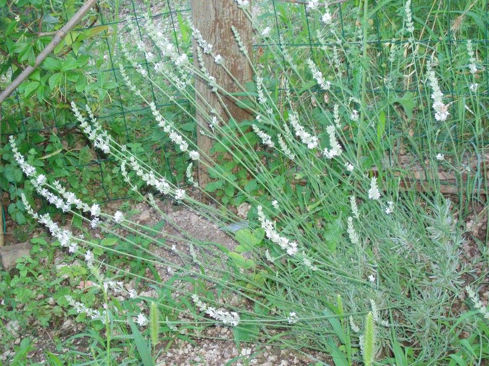 lavanda olio essenziale